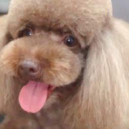 私宠:长沙市岳麓区河西大学城附近