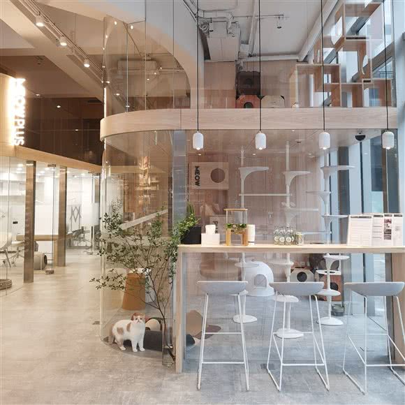 Meow Plus 喵?:北京城区朝阳区酒仙桥附近