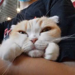 玄猫猫咖:长沙市岳麓区桐梓坡附近