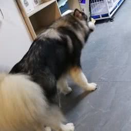 猫来狗往宠物生活馆:长沙市岳麓区银盆岭附近