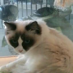 喵汪宠儿宠物会所:长沙市岳麓区银盆岭附近