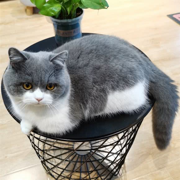 宅宠生活馆:长沙市岳麓区银盆岭附近