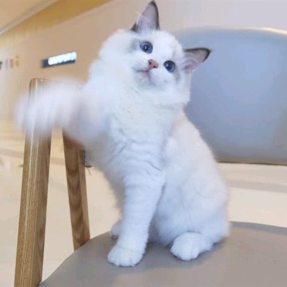 芒果爱猫·猫咖:长沙市岳麓区银盆岭附近