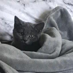 喵犬安宠物诊所(奥克斯店):长沙市岳麓区银盆岭附近