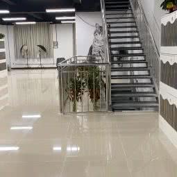 威豪宠物:天津城区西青区杨柳青附近