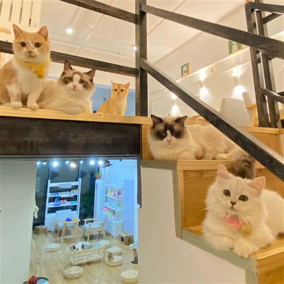 Tom&Coffee猫咖·猫舍:长沙市岳麓区梅溪湖附近