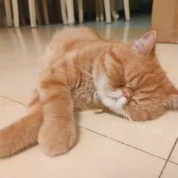 柒季宠物生活馆:长沙市岳麓区观沙岭/茶子山附近