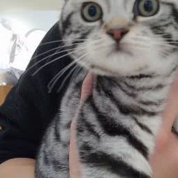 猧居宠物工作室(滨江店):长沙市岳麓区观沙岭/茶子山附近