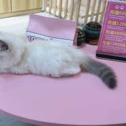 P城宠物店:长沙市岳麓区涉外经济学院附近