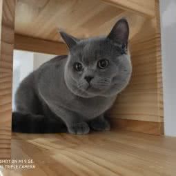 萌心宠物:长沙市岳麓区青山镇/莱茵城附近