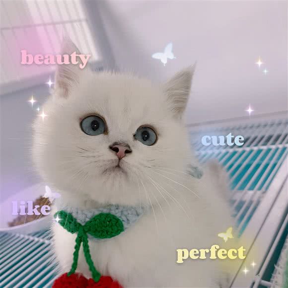 奶球宠物生活馆:长沙市岳麓区洋湖新城附近