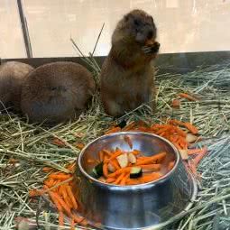 ZOOPET:长沙市岳麓区洋湖新城附近