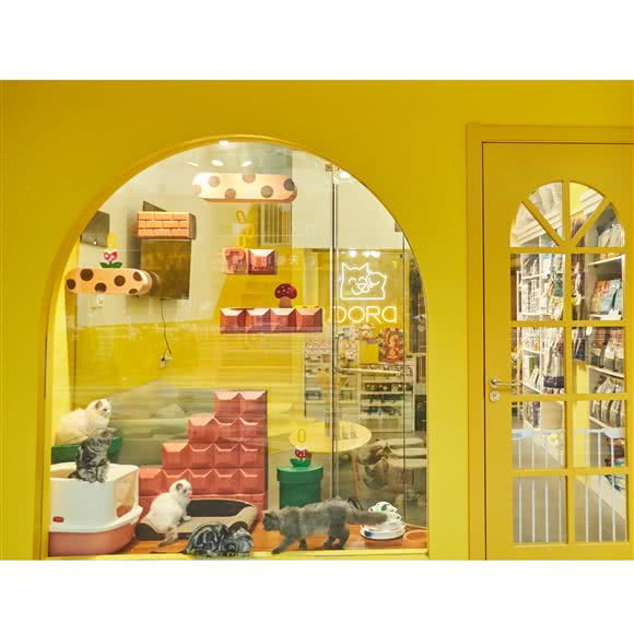 DORA宠物生活:长沙市岳麓区奥克斯广场附近