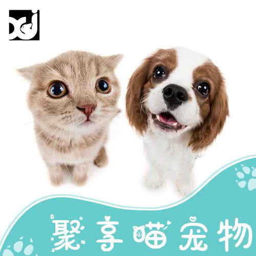 聚享喵猫舍宠物店(寿星街店):长沙市开福区中山亭/乐和城附近