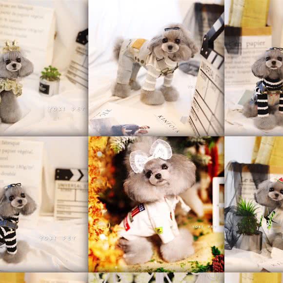 四季狗狗主题馆:长沙市开福区北辰三角洲附近