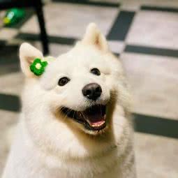 主子的后宫宠物生活馆:长沙市开福区月湖公园/长沙大学附近