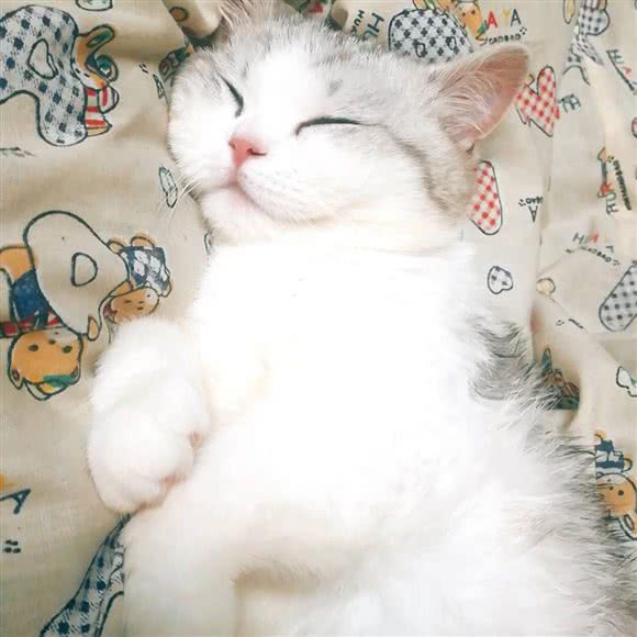 喵小姐的猫舍:长沙市开福区四方坪附近