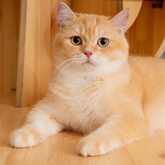 杰米猫·猫文化主题馆:长沙市开福区开福万达广场附近