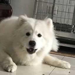 鑫大爱宠物医院:天津城区西青区杨柳青附近