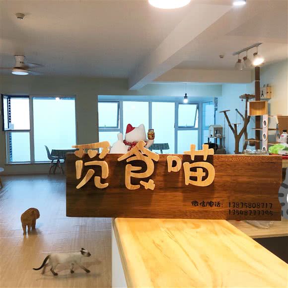 觅食喵猫舍?猫咖(潮宗御苑店):长沙市开福区开福万达广场附近