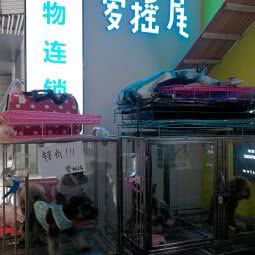 爱摇尾宠物:长沙市开福区湘雅附一医院附近