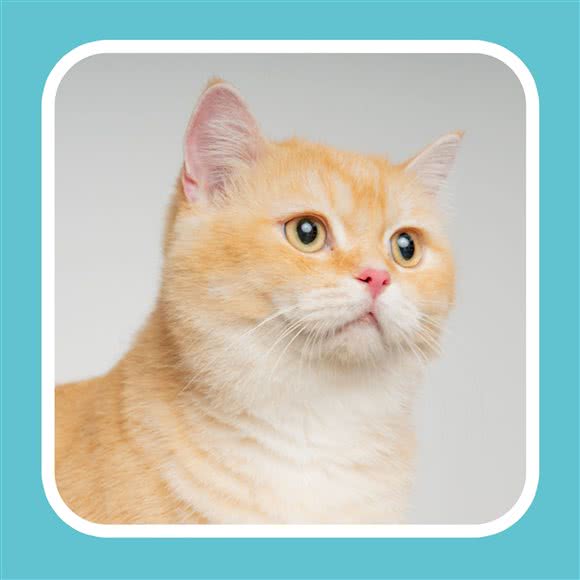 杰米猫舍:长沙市开福区万达公馆附近