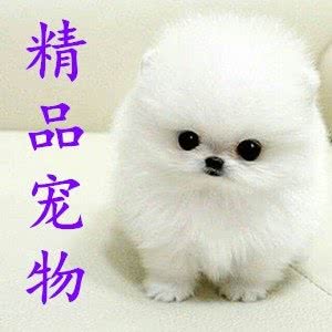 中南犬舍猫舍?高端精品健康宠物专卖:长沙市雨花区东塘附近