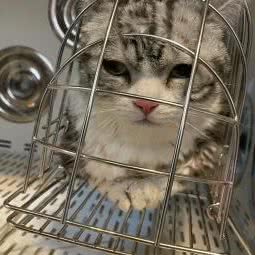 圣宠宠物(天津南站店):天津城区西青区张家窝/天津南站附近