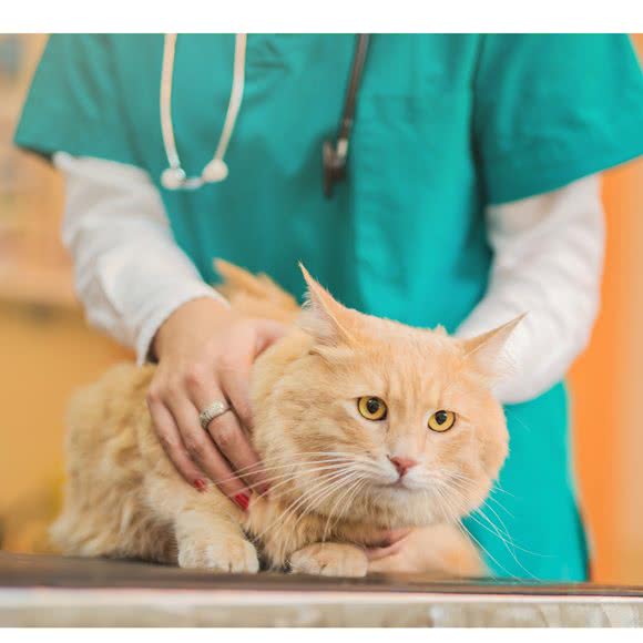 美辰宠物医院(华悦城分院):长沙市雨花区红星国际会展中心附近