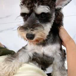 小五宠物工作室:北京城区朝阳区酒仙桥附近