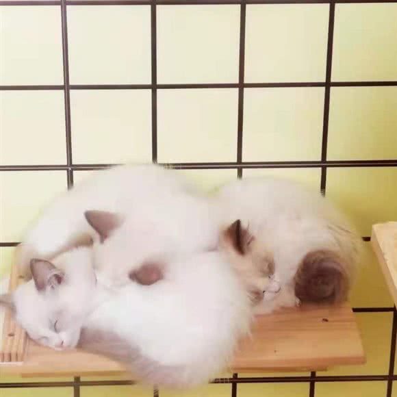 壹家宠物(雨花亭店):长沙市雨花区雨花亭附近