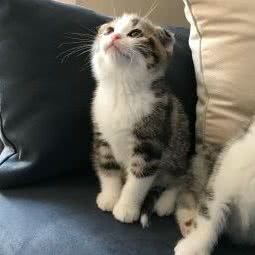 NUOMI CAT(雨花亭店):长沙市雨花区雨花亭附近