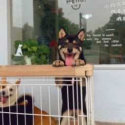 Ball ball宠物精致会馆:长沙市雨花区树木岭附近