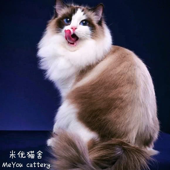 米优名猫宠物馆:长沙市雨花区树木岭附近