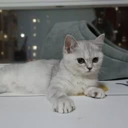 与猫的故事:天津城区西青区张家窝/天津南站附近