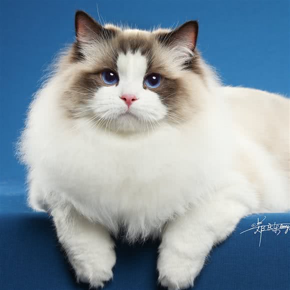 Cayenne布偶猫舍:天津城区西青区张家窝/天津南站附近