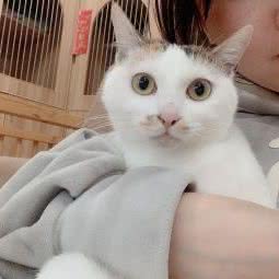 老伴猫专科中心:长沙市雨花区高桥附近