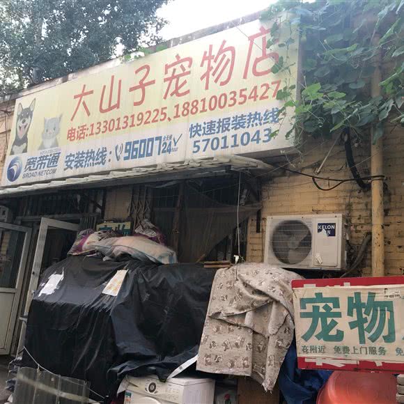 大山子宠物店:北京城区朝阳区酒仙桥附近