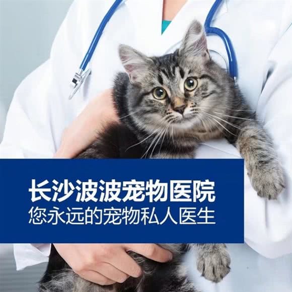 雨花区波波宠物医院(香樟路店):长沙市雨花区民政学院/香樟路附近