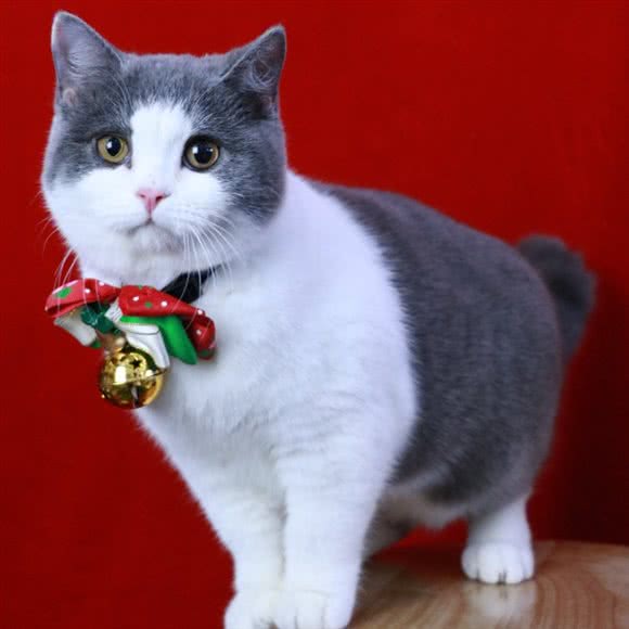 古德猫舍:长沙市雨花区井圭路附近