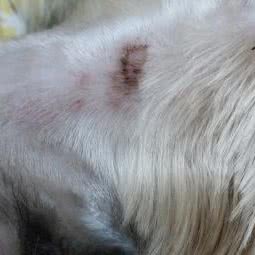 金木宠物:天津城区西青区大寺附近