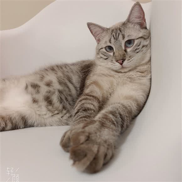 英黄猫咖:长沙市雨花区德思勤城市广场附近