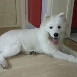 咯吱窝宠物美容馆:天津城区西青区大寺附近