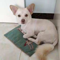 萌宠情缘生活馆:天津城区西青区大寺附近