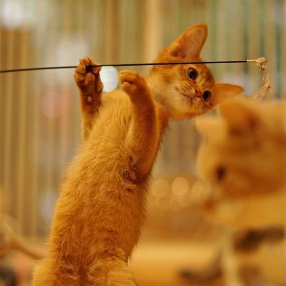 慢热猫咖:长沙市望城区月亮岛附近