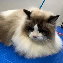 圣宠宠物店(泉塘湘水湾店):长沙市长沙县长沙县附近