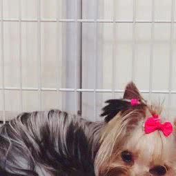 森林约克夏乐园:天津城区西青区大寺附近