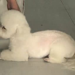 宠宠乐园宠物美容生活会馆:天津城区西青区大寺附近