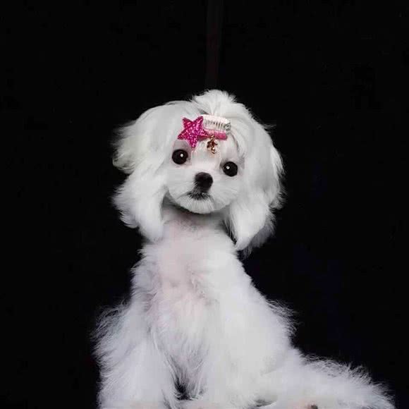 宠里边乐园:长沙市长沙县长沙县附近