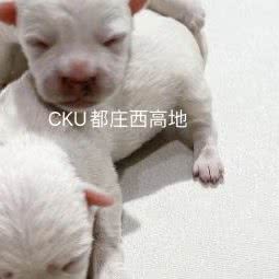 W&ym西高地柴犬宠物社:天津城区西青区大寺附近